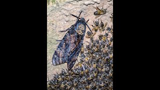 Deathshead Hawkmoth with bees [upl. by Nahej449]