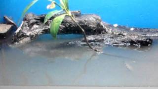 Archerfish in tidal mudflat brackish water aquarium [upl. by Notaek]