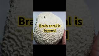 இதை Brain coral வைச்சிருந்தா நமக்கு ஜெயில் wildlife wildlifeconservation tamilfacts20 [upl. by Swords]