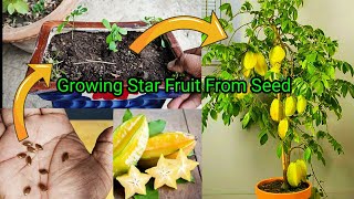 How to grow Star Fruit in Pot  From Seed To Harvest Full 2 Years Updates [upl. by Ellie]