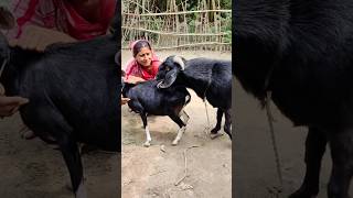 Goat Farming Business Idea। animal lover shortvideo shorts sortsvideo 2024 sorts ৫dec e২ [upl. by Alesandrini427]