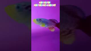 Killifish Yang Lagi Viral yearofyou shortviral [upl. by Nyleikcaj]