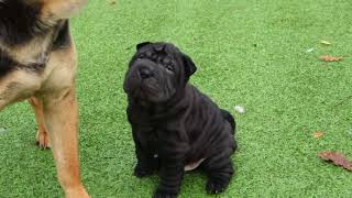 black sharpei puppy 55 weeks old [upl. by Selec107]