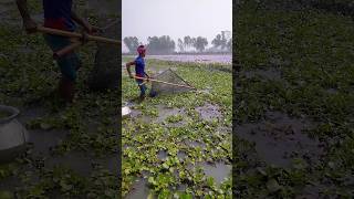 Fishing scene with push net bdfish fishinglife fishingtime hookfish [upl. by Oiramat]