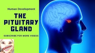 Special embryology  Development of the pituitary gland [upl. by Nahgam299]