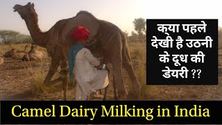 Camel Milking in India  Camel Dairy  Camel Milk  Rajasthan Series  Hello Kisaan [upl. by Grannie]