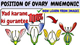 HYPOGYNOUS  PERIGYNOUS  EPIGYNOUS concept and examples mnemomics Morphologyinflowring plant [upl. by Lucila]