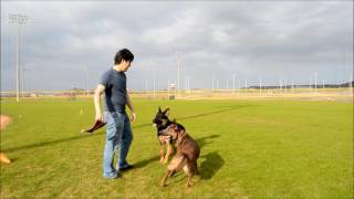 Two years in 5 minutes  raising a Belgian Malinois [upl. by Morris]