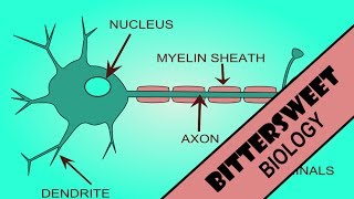 Action Potential Explained  The Neuron [upl. by Ruenhs1]