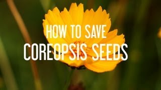 How to Save Coreopsis Seeds [upl. by Kciredohr]