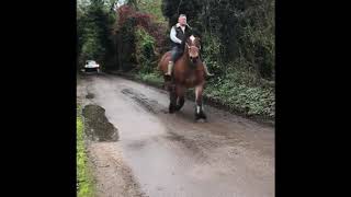 Jane 9 year old riding mare Belgian draft heavy horse mare Brabant Ardennes Trekpaard [upl. by Sadira656]