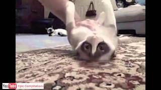 Epic Funny Cats  Cute Cats Compilation  60 minutes HDHQ [upl. by Yorle]