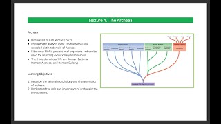 Lecture 4 The Archaea [upl. by Boggers978]