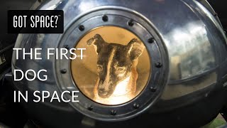 LAIKA THE FIRST DOG IN SPACE [upl. by Drazze63]