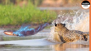 Can A Jaguar Survive 860 Volt Electric Eel Shock [upl. by Karleen593]