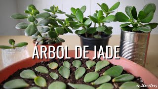 Cómo REPRODUCIR con éxito la suculenta ÁRBOL DE JADE 3 métodos  en20metros [upl. by Undine175]