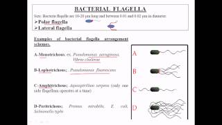 Types of flagella [upl. by Imac]