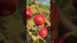 என்னது அத்தி பழம் அசைவமா  Peculiar Fig Fruits  Science Facts shorts short facts science fruit [upl. by Gilberta949]