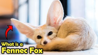 What is a Fennec Fox Amazing Facts About The Fennec Fox [upl. by Cichocki]