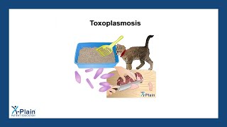 Toxoplasmosis [upl. by Nohs]