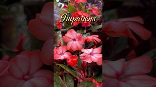 Happily Blooms  ShadeLoving Superstars  Impatiens Flowers [upl. by Iloj]