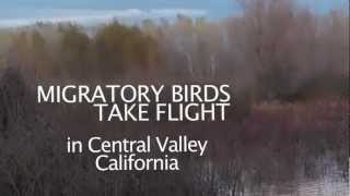 Migratory birds take flight from WRP Easement in Central Valley California [upl. by Firman]