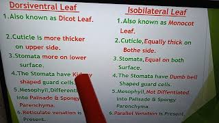 Difference between Dorsiventral and Isobilateral Leaf [upl. by Nillor]