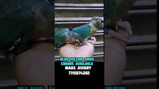 Blue Yellow Sided Conure [upl. by Yasmar]