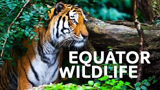 The Incredible Wildlife Living At Our Equator  Equator Specials [upl. by Nebra292]