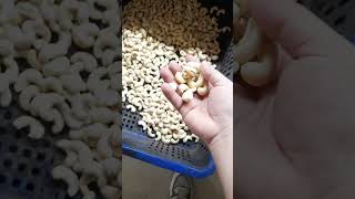 Vietnam Binh Phuoc cashew nuts w240 w320 w180 [upl. by Lilia]