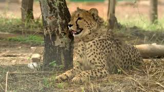 The Return of Cheetahs  Kuno National Park  Indian Wildlife  Madhya Pradesh [upl. by Yrevi]