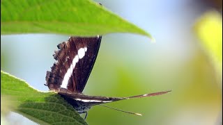 20240106  五城山  異紋帶蛺蝶Athyma selenophora laela 雄；領域性；山中湖文筆山將軍嶺五城山太極嶺 O 形 1 [upl. by Lonna]