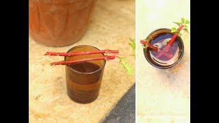 Summer PlantIresine Plant PropagationRooting Cuttings in WaterUrdu [upl. by Markowitz628]