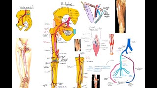 Anatomía Miembro inferior Arterias y venas [upl. by Duer128]