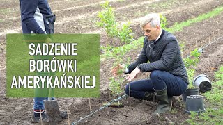 Borówka amerykańska  jak ją posadzić  SADZENIE BORÓWKI AMERYKAŃSKIEJ  dr inżTomasz Krupa [upl. by Ilaire]