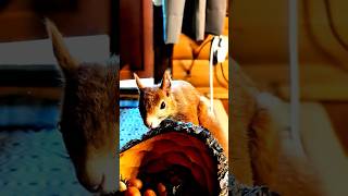 Eichhörnchen indoor 🐿️ squirrel animals funny cute nature [upl. by Ern661]