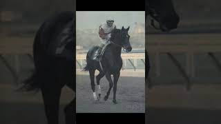 The Queen Ruffian horse racehorse [upl. by Auqinahs]