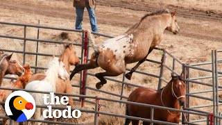 Wild Horse Immediately Recognizes His Girlfriend After Years Apart  The Dodo Faith  Restored [upl. by Swope]