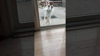 Sweet Doggie YouTube Video How much is that doggie in the window [upl. by Mundt61]