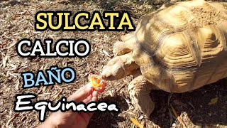 tortuga sulcata baño agua calcio multivitaminico equinacea s inmunologico turtletortoisegarden [upl. by Annahsal]