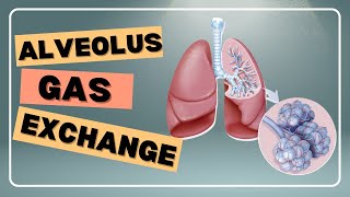 Alveolus Gas Exchange [upl. by Ranip]