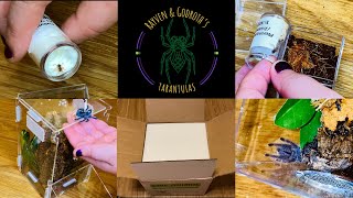 Tarantula Sling Unboxing amp Rehousing [upl. by Archle131]