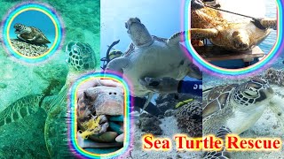 Kind men rescue sea turtles entangled in nets and fishing lines shorts turtle seaturtles pets [upl. by Maccarthy291]