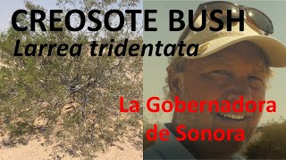 Creosote Bush  Greasewood  Larrea tridentata Sea in Sonoran Desert [upl. by Idnic]