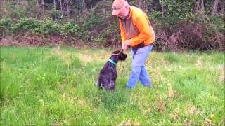 Beginning Upland Work Introduction to Pointing Using the GibbonsWest Method [upl. by Glynias]