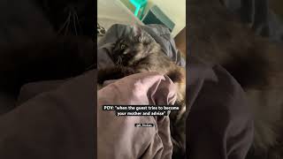 That stare at the end youtubeshorts cat catmemes [upl. by Eyllom]