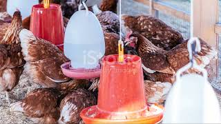 Best Guide to Feeding Sasso F1 Chickens in Kenya [upl. by Kavita]