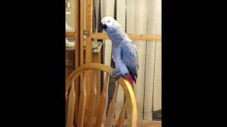 Evil Parrot Curses WTF [upl. by Aniad]