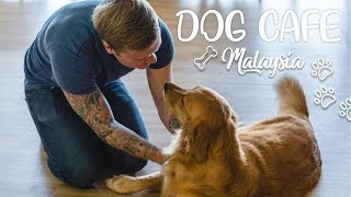 Dog Cafe in Malaysia  IGO Pet Cafe [upl. by Tad]