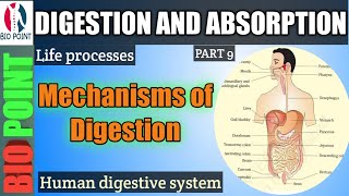 MECHANISMS OF FOOD DIGESTION  DIGESTION AND ABSORPTION  HUMAN DIGESTIVE SYSTEM [upl. by Luella]